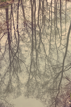 reflection of tree on waterの写真素材