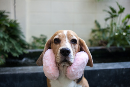 a lovely beagle wearing earphoneの写真素材