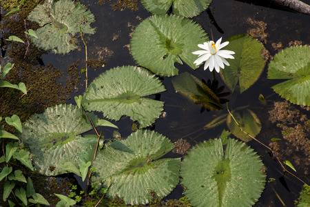 white lotus in the pondの写真素材