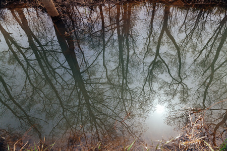 reflection of tree on waterの写真素材
