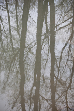 reflection of tree on waterの写真素材
