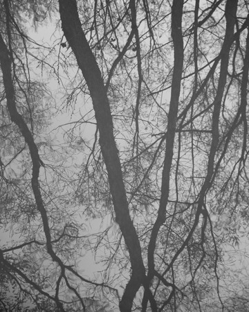 reflection of tree on waterの写真素材