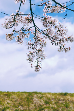 Japanese blossom(sakura) in spring timeの写真素材