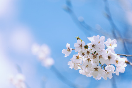 Japanese blossom(sakura) in spring timeの写真素材