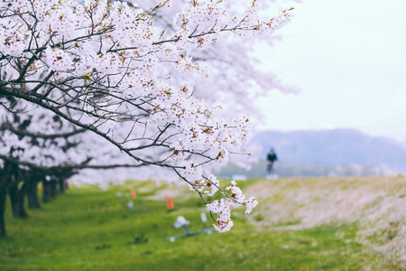 Japanese blossom(sakura) in spring timeの写真素材