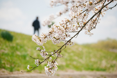 Japanese blossom(sakura) in spring timeの写真素材