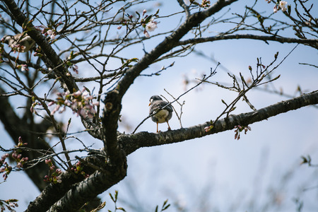 Japanese blossom(sakura) in spring timeの写真素材
