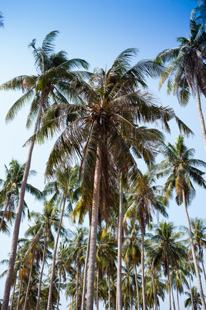 coconut trees on blue skyの写真素材