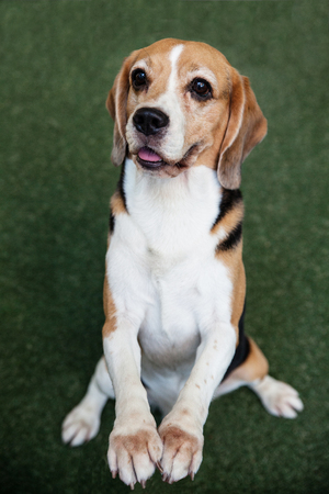 a beagle dog sitting two legsの写真素材