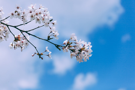 Japanese blossom(sakura) in spring timeの写真素材
