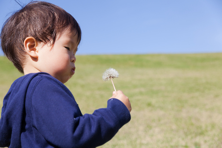 a boy blowing dandelionの写真素材