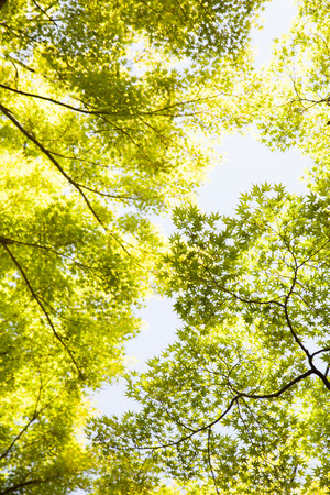 background image of green leaves againt the skyの写真素材