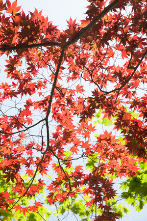background image of maple leavesの写真素材