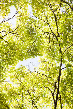 background image of green leaves againt the skyの写真素材