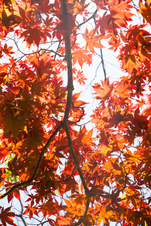background image of maple leavesの写真素材