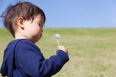 a boy blowing dandelionの写真素材