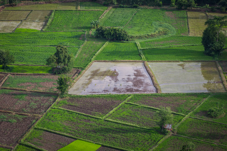 Landscape photo of rice in thailandの写真素材