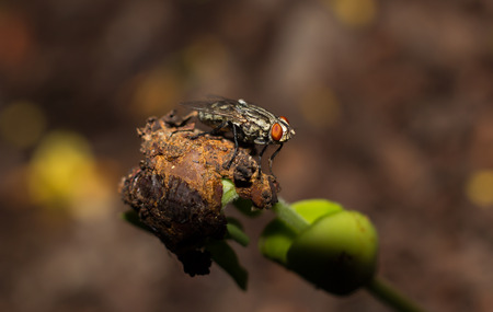house fly on tree at nightの写真素材