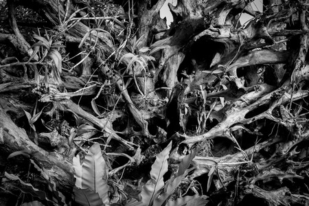 The roots of the tree