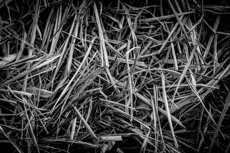 Background with detail of strawの写真素材