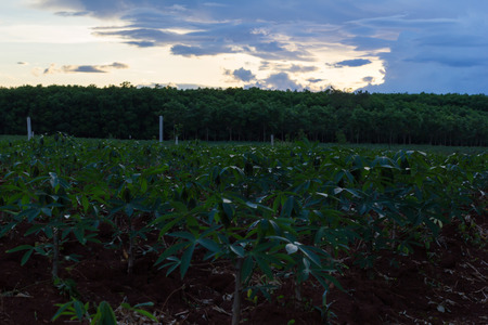Cassava farmland agriculture in Thailandの写真素材