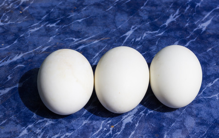 egg of duckの写真素材