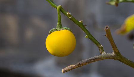 Single photos eggplant in plantations.の写真素材