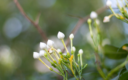 Flower with flyの写真素材