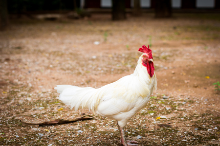 White chicken looking for foodの写真素材
