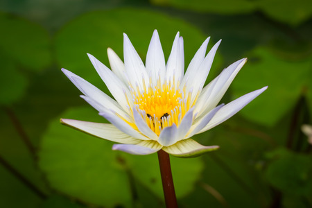 white lotus blossoms or water lily flowers blooming on pondの写真素材