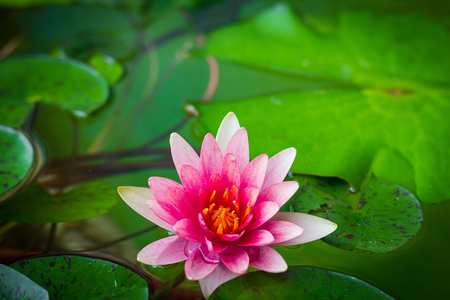 A beautiful pink waterlily or lotus flower in pondの写真素材