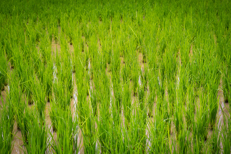 Rice in waterの写真素材