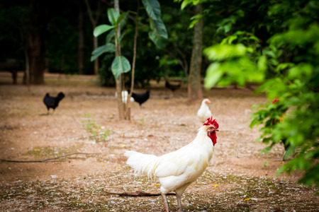 White chicken looking for foodの写真素材