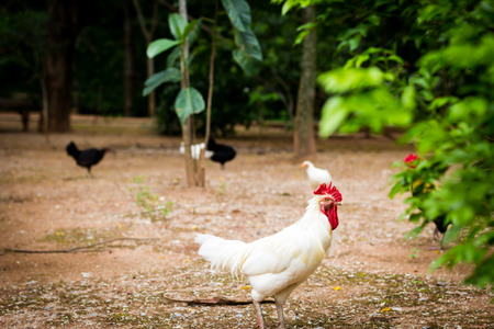 White chicken looking for foodの写真素材