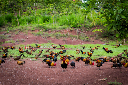 chicken coopの写真素材