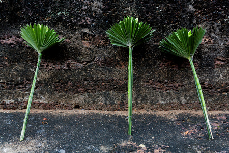 abstarct background with three leafの写真素材