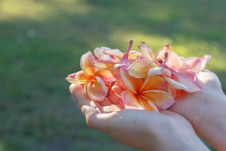 Hand woman holding Plumeria, Frangipani Flower.の写真素材