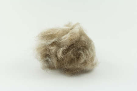 cat hair clump isolated on white, Long hair cat maintenanceの写真素材