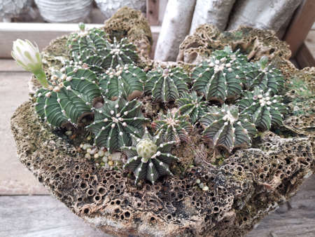 Mini Cactusの写真素材
