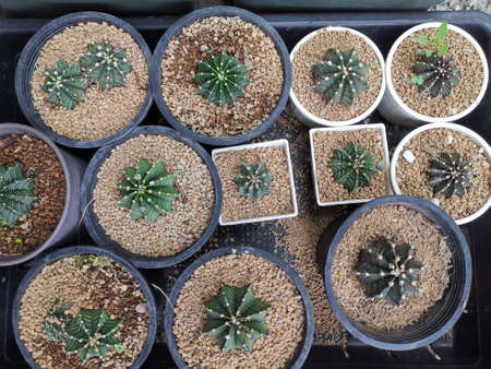 Mini Cactusの写真素材