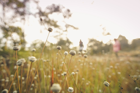 Eriocaulaceae flower field in the forest.の写真素材
