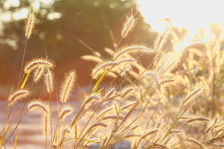 grass and sun lightの写真素材