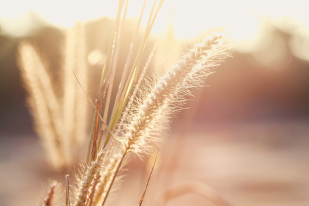 Grass and morning lightの写真素材