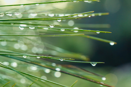 dew on green grass.の写真素材