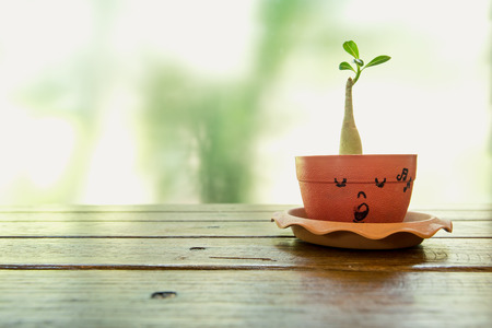 green plant in a potの写真素材