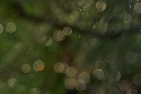 Blurred background and bokeh from the tree.の写真素材
