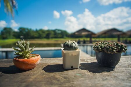 Three small Cactus in a potの写真素材