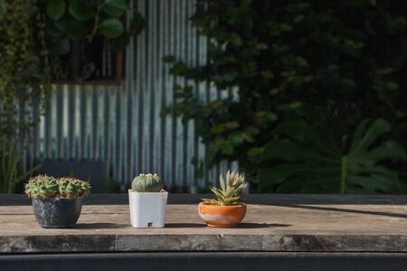 Three small Cactus in a potの写真素材