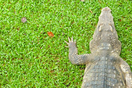 crocodile laying in grassの写真素材