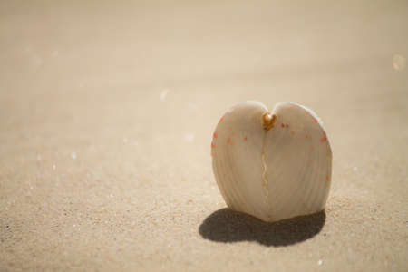 heart shaped shadow from shellの写真素材